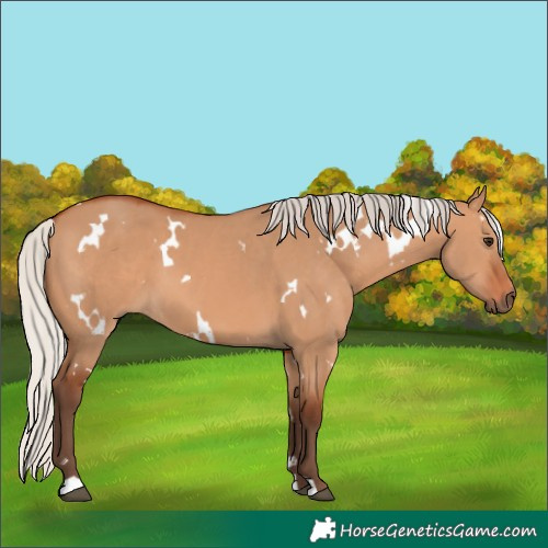 Horse Color:White Spotted Silver Bay Dun 