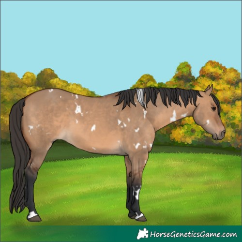 Horse Color:White Spotted Bay Dun 