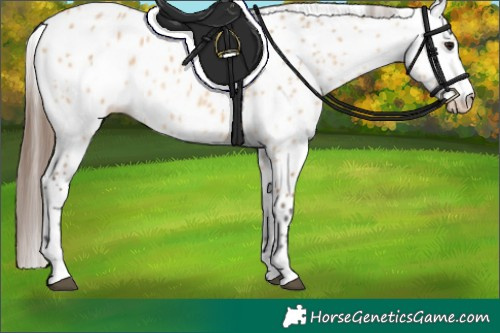 Horse Color:Bay Dun Appaloosa 
