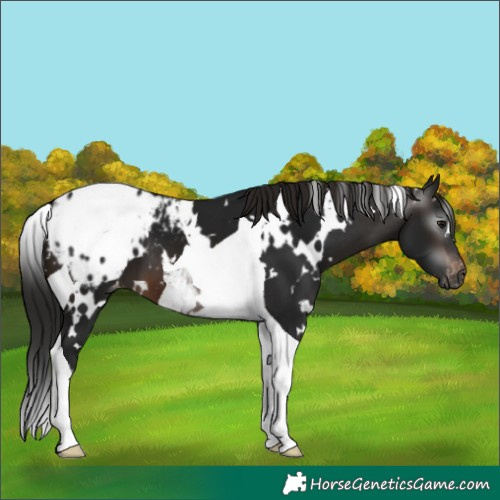 Horse Color:Gray White Spotted Brown Tobiano Appaloosa