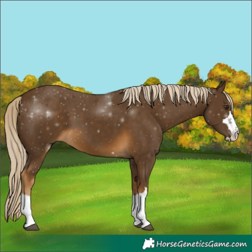 Horse Color:Chocolate Palomino 