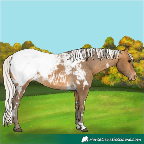Horse Color:White Spotted Silver Buckskin Appaloosa
