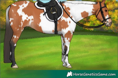 Horse Color:White Spotted Bay 