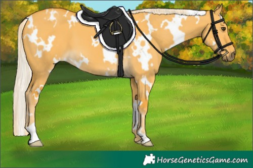 Horse Color:White Spotted Palomino Dun 