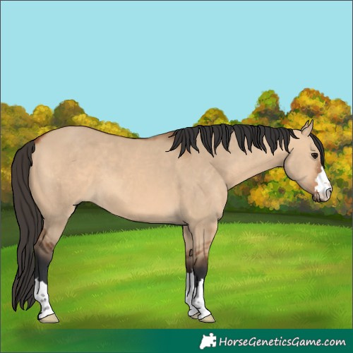 Horse Color:Bay Dun 