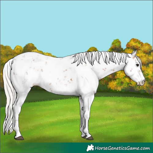 Horse Color:Silver Brown Sabino Appaloosa Rabicano 