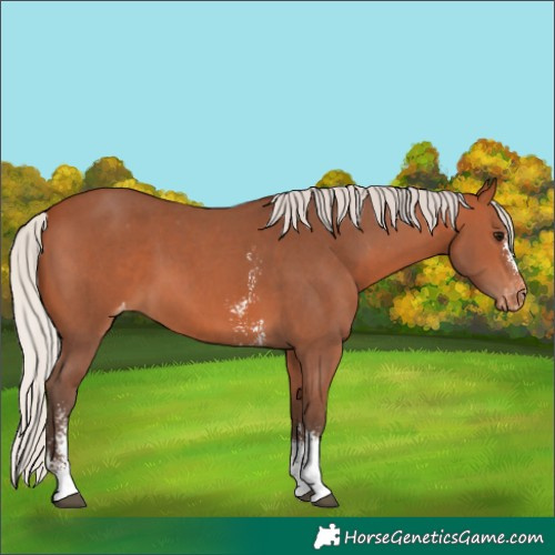 Horse Color:Silver Bay Sabino Appaloosa 