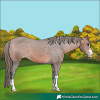 Horse Color:Bay Appaloosa