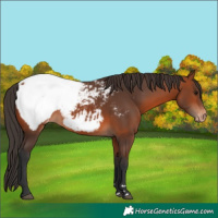 Horse Color:Bay Appaloosa 