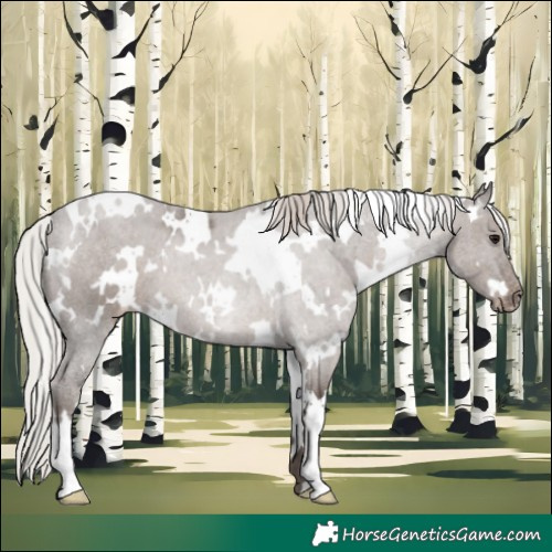 Horse Color:White Spotted Silver Black Appaloosa