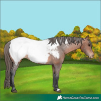 Horse Color:Bay Appaloosa