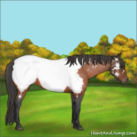 Horse Color:Bay Appaloosa 