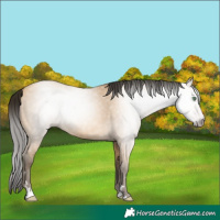 Horse Color:Gray Amber Cream Champagne 