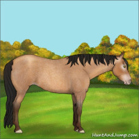 Horse Color:Gray Amber Champagne Roan 