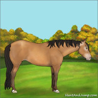 Horse Color:Gray Amber Champagne 