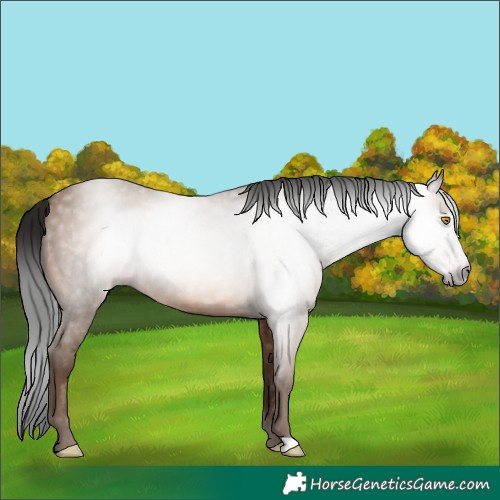 Horse Color:Gray Amber Champagne 