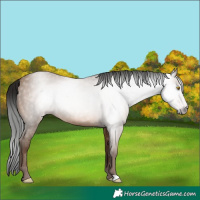 Horse Color:Gray Amber Champagne