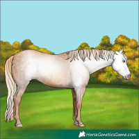 Horse Color:Gray Gold Champagne 