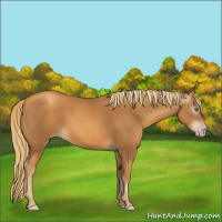 Horse Color:Gray Gold Champagne 
