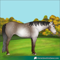 Horse Color:Gray Classic Champagne 