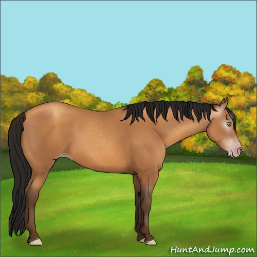 Horse Color:Gray Amber Champagne