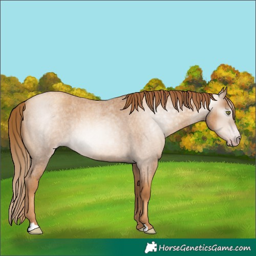 Horse Color:Gray Gold Champagne Roan 