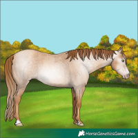 Horse Color:Gray Gold Champagne Roan