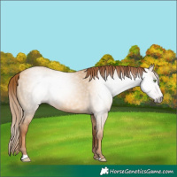 Horse Color:Gray Gold Champagne Dun 