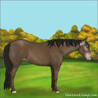 Horse Color:Gray Classic Champagne 