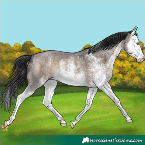 Horse Color:White Spotted Brown Dun Splash 