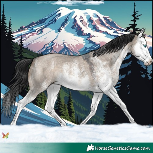 Horse Color:White Spotted Brown Dun Splash 