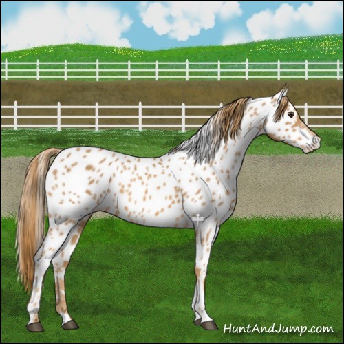 Horse Color:Chestnut Near Leopard 
