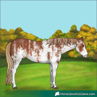 Horse Color:White Spotted Chestnut 