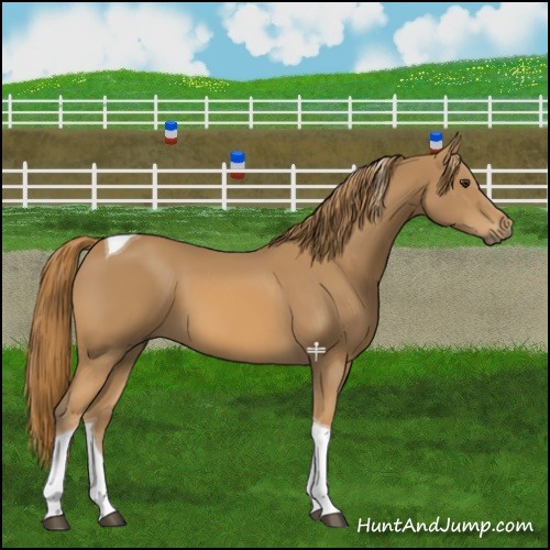 Horse Color:Chestnut Tobiano 