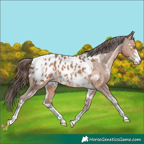 Horse Color:White Spotted Amber Champagne Appaloosa 