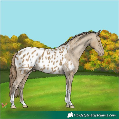 Horse Color:Classic Cream Champagne Tobiano Appaloosa 