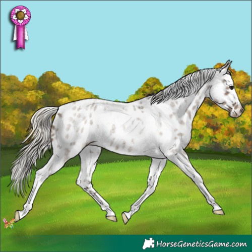 Horse Color:Silver Smoky Blue Roan Tobiano Appaloosa 
