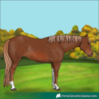 Horse Color:Chestnut Tobiano Rabicano
