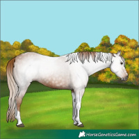 Horse Color:Gray Chestnut Tobiano Rabicano
