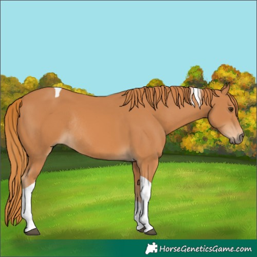 Horse Color:Chestnut Tobiano Rabicano