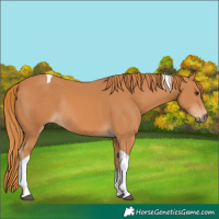 Horse Color:Chestnut Tobiano Rabicano