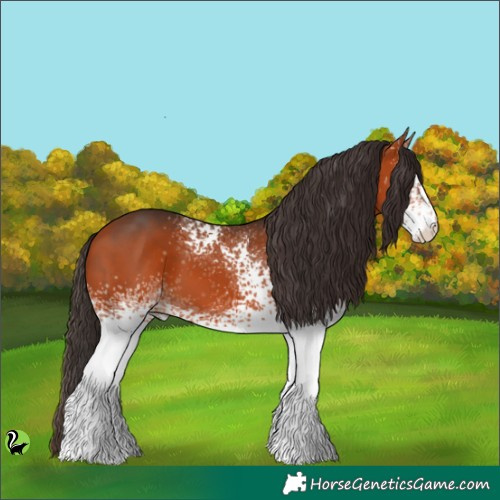 Horse Color:White Spotted Bay 