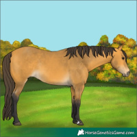 Horse Color:Buckskin Rabicano 