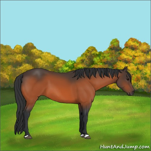 Horse Color:Bay 