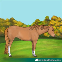 Horse Color:Chestnut Tobiano Rabicano