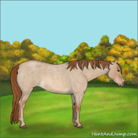Horse Color:Red Dun Roan 