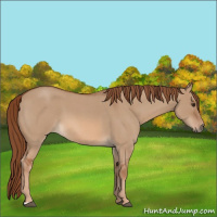 Horse Color:Red Dun Roan