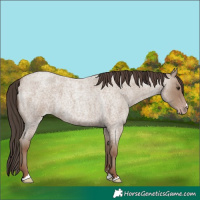 Horse Color:Classic Champagne Roan
