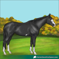 Horse Color:Black 