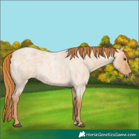 Horse Color:Red Dun Roan 